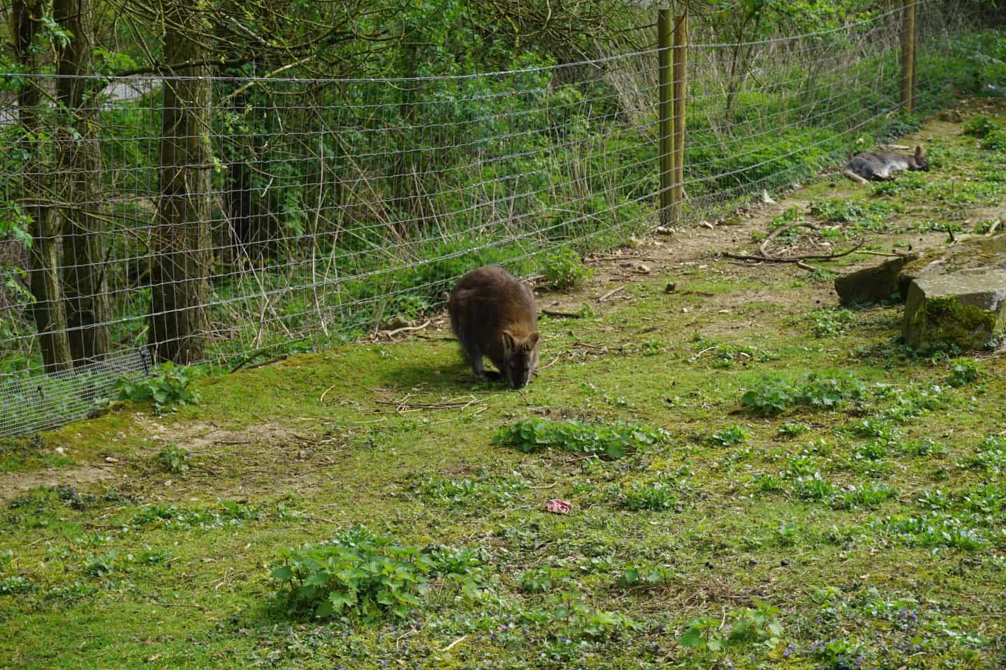 Marwell Zoo