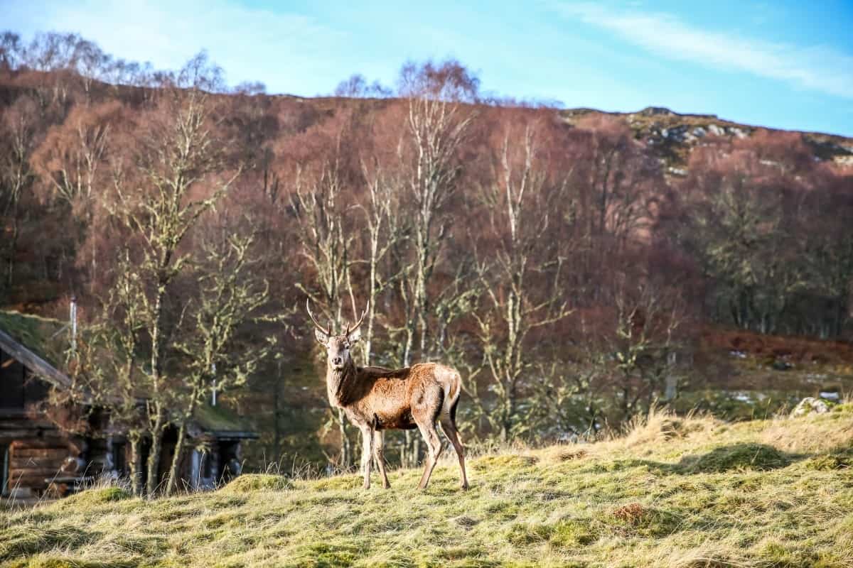 Eagle Brae Scenery