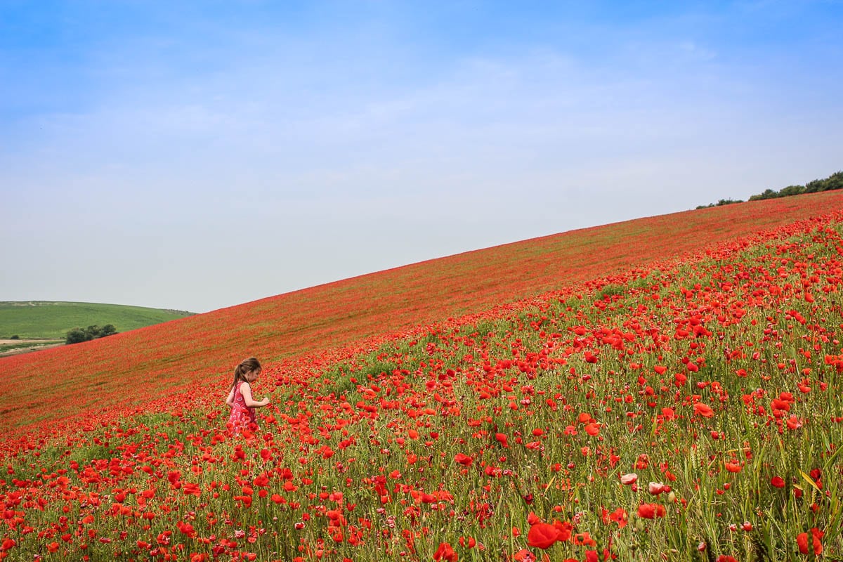 poppy field