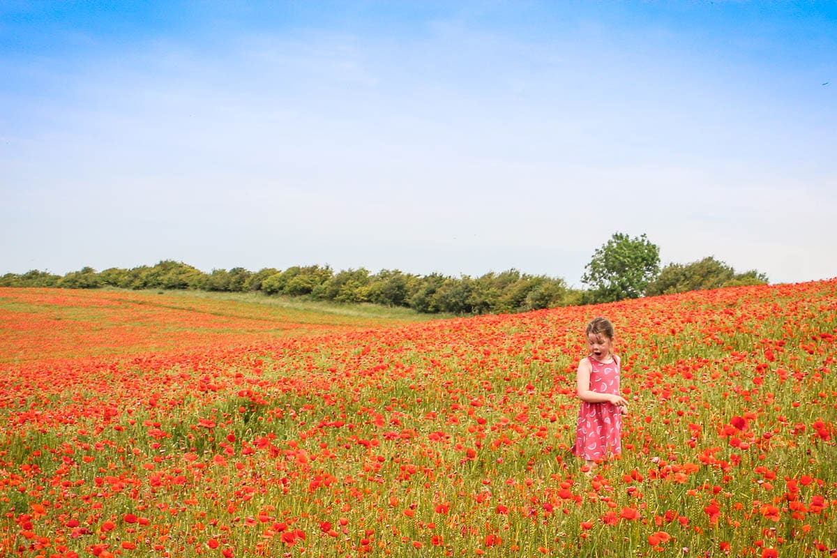 poppy field