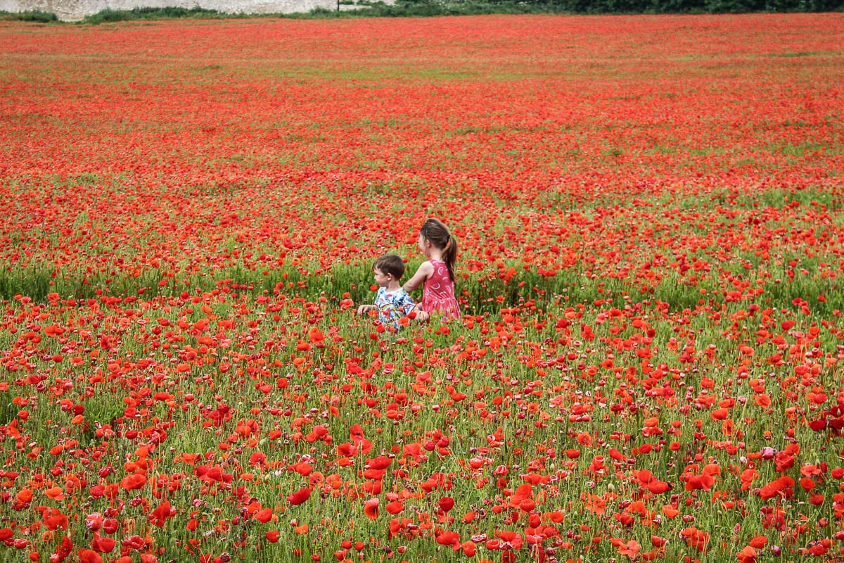 poppy field