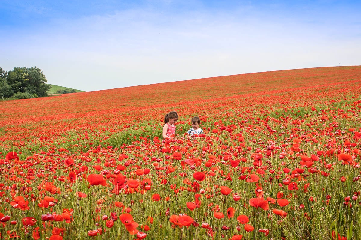 poppy field