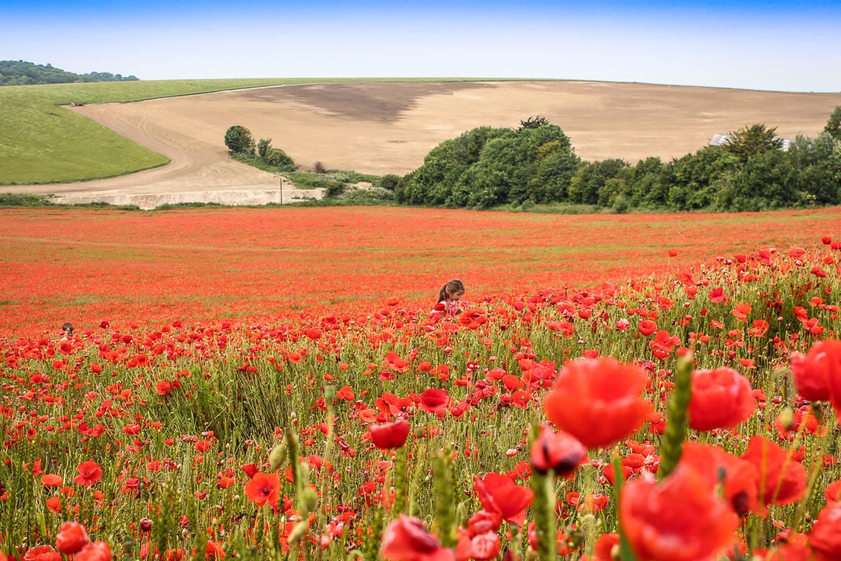 poppy field