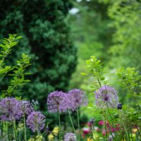 garden with purple flowers